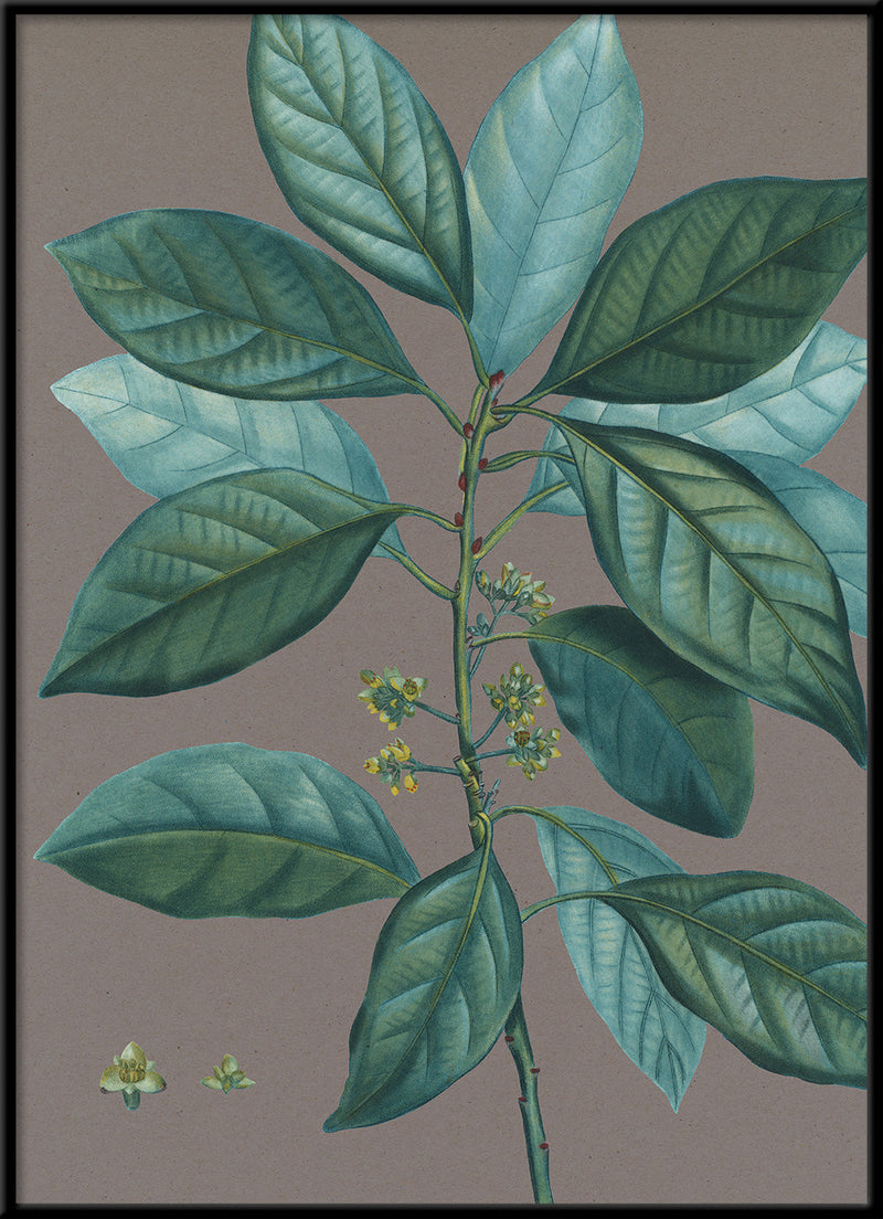 Laurus borbonia - Laurier bourbon