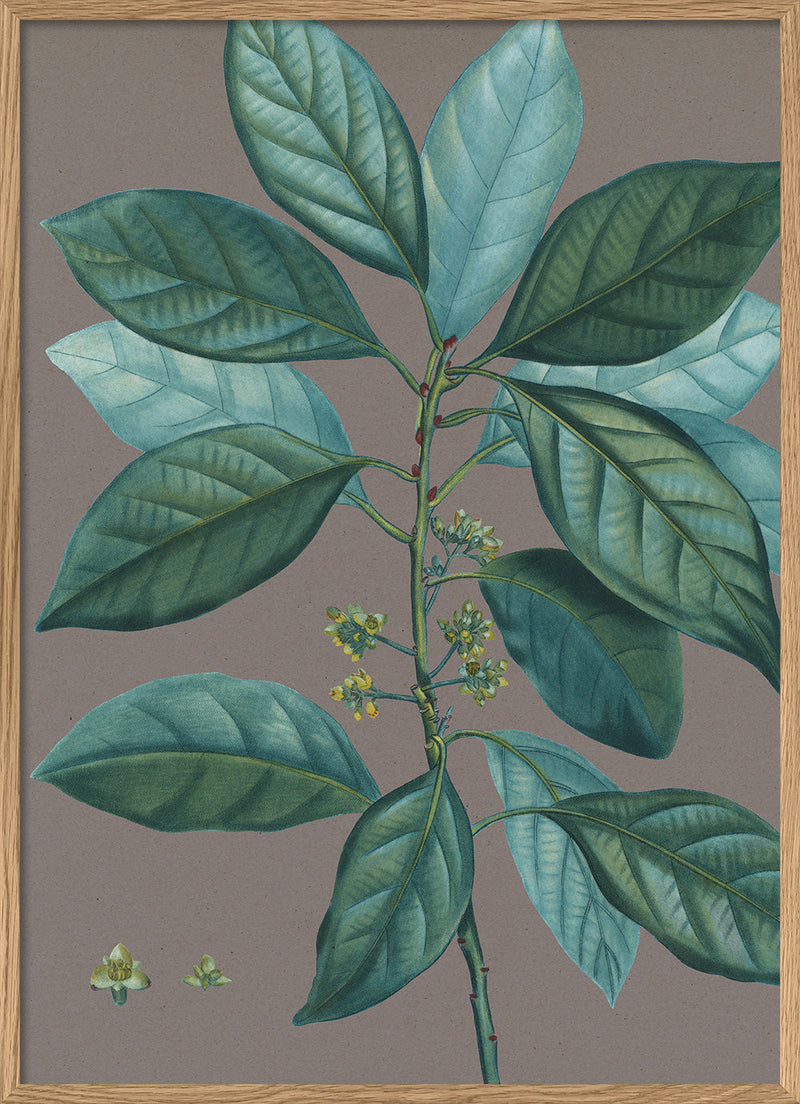 Laurus borbonia - Laurier bourbon