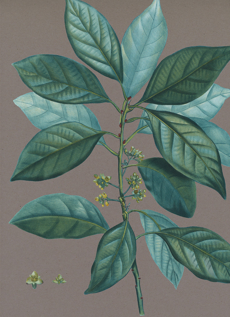 Laurus borbonia - Laurier bourbon