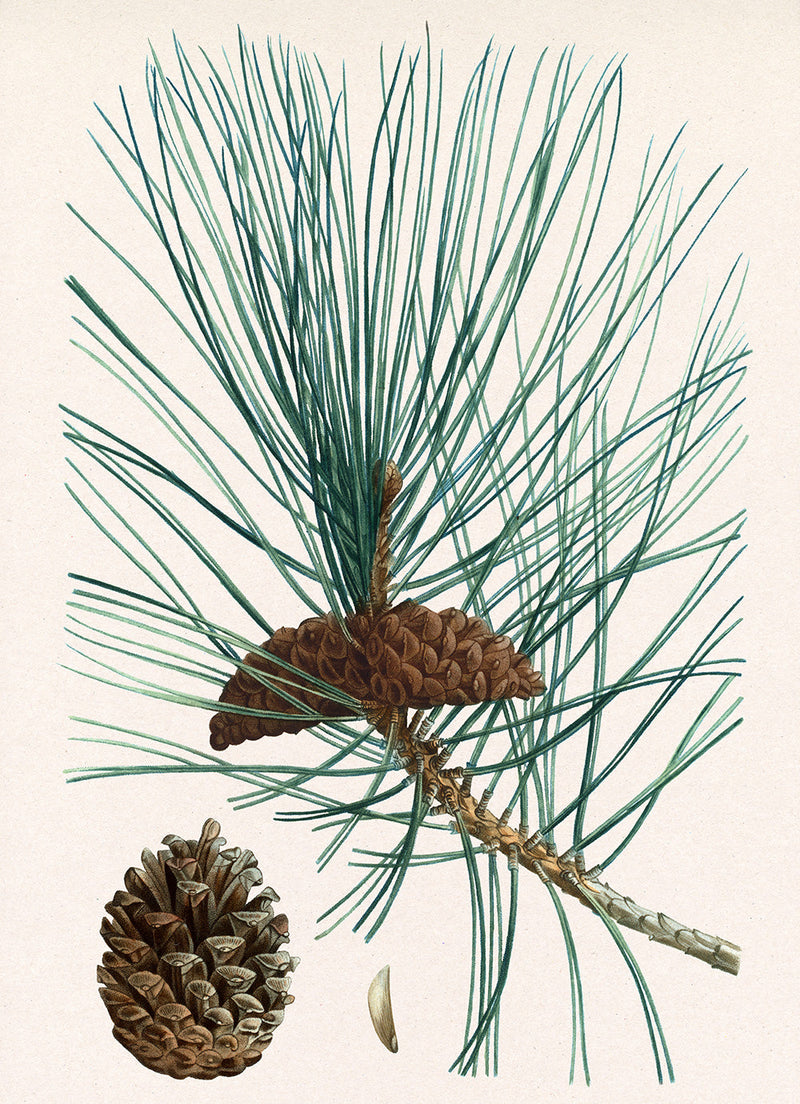 Pinus laricio - Pin laricio