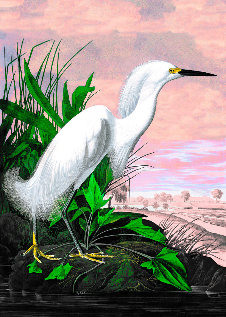 Snowy Heron Remixed