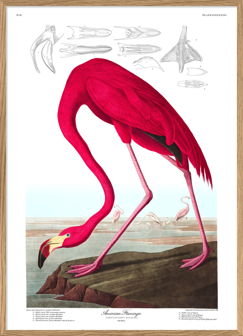 American Flamingo