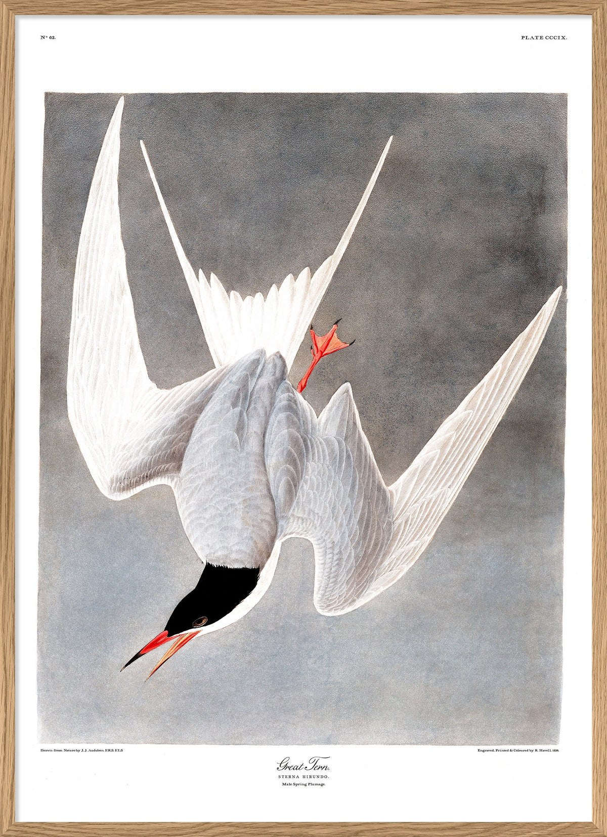 【リトグラフ】オーデュボン「アメリカの鳥類」NO.13 PL.62 単葉 初版 オーデュボンの鳥: 『アメリカの鳥類』セレクション | ジョン