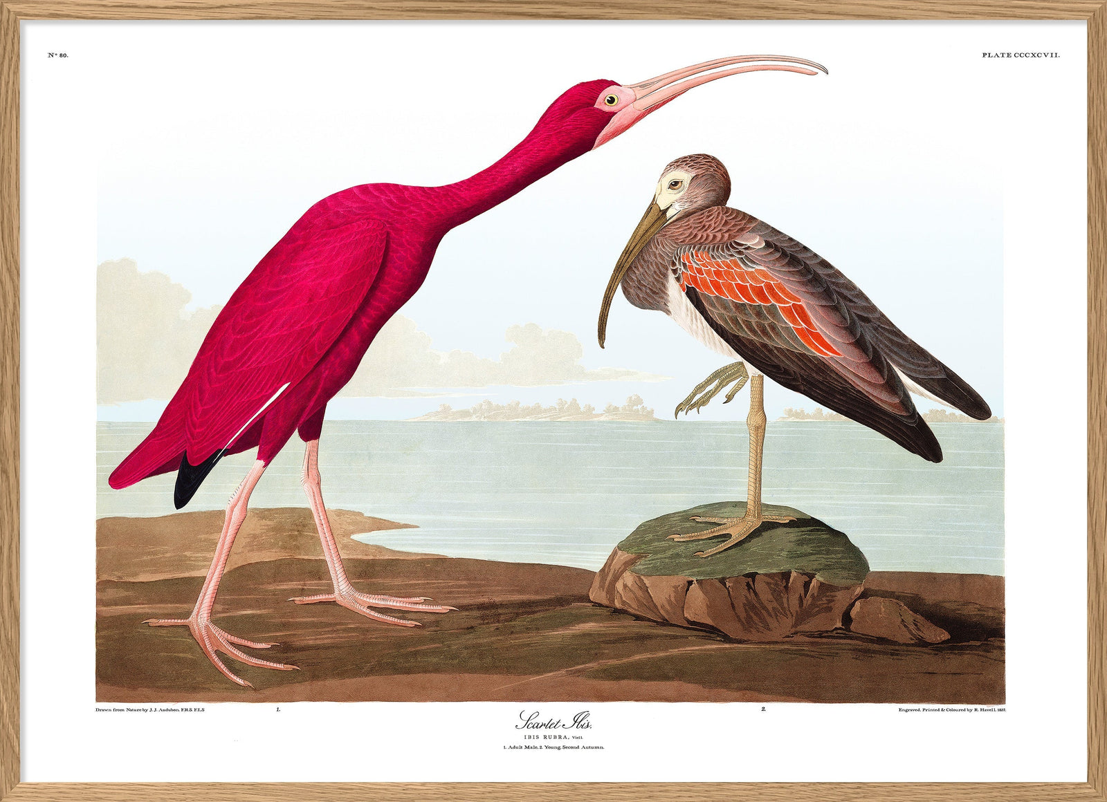 Scarlet Ibis – THE DYBDAHL CO. US