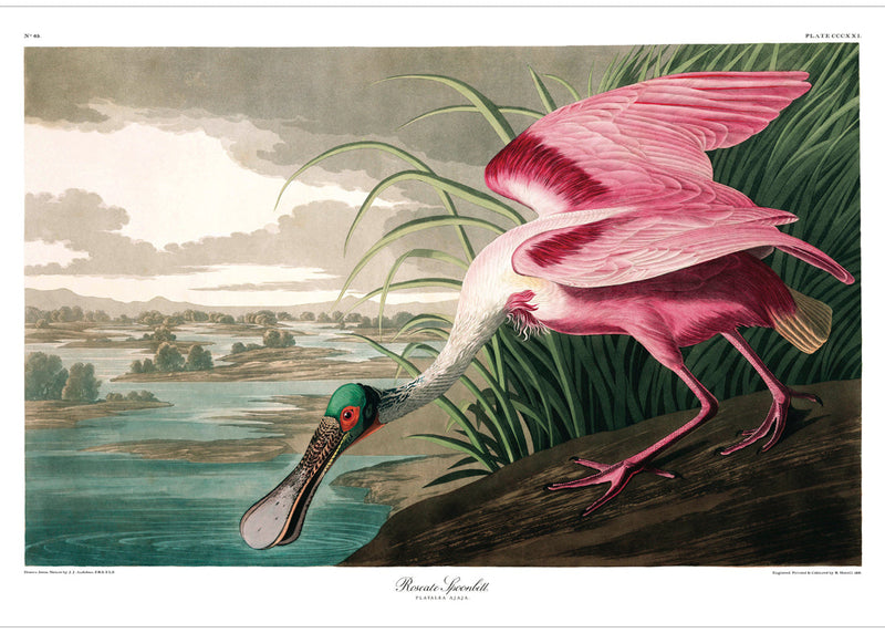 Roseate Spoonbill