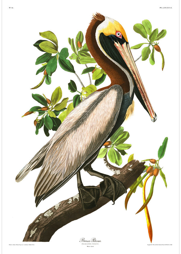 Brown Pelican