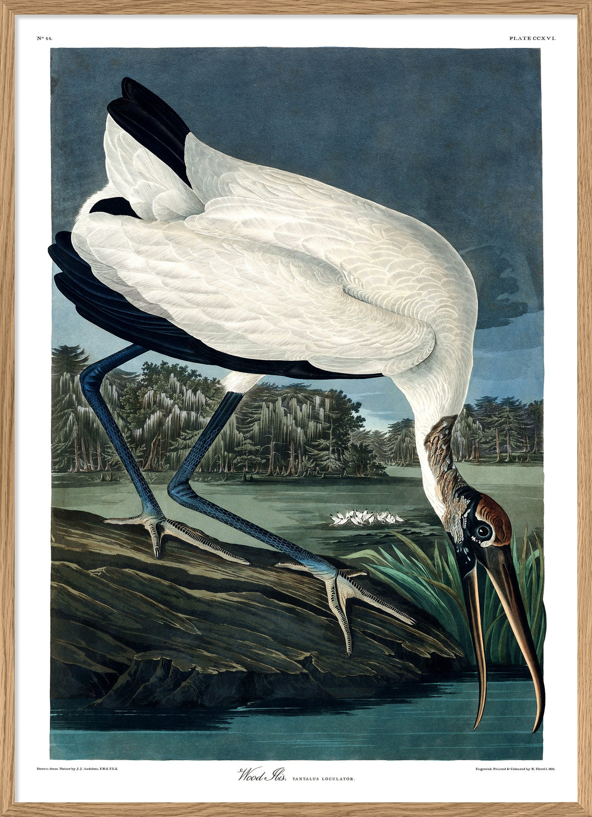 American Birds (sub. Ornithology) – THE DYBDAHL CO. US