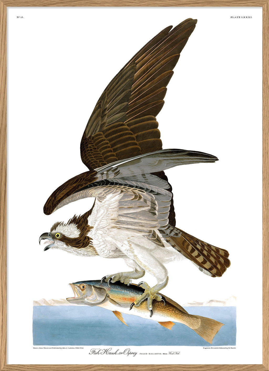 Fish Hawk or Osprey – THE DYBDAHL CO. US