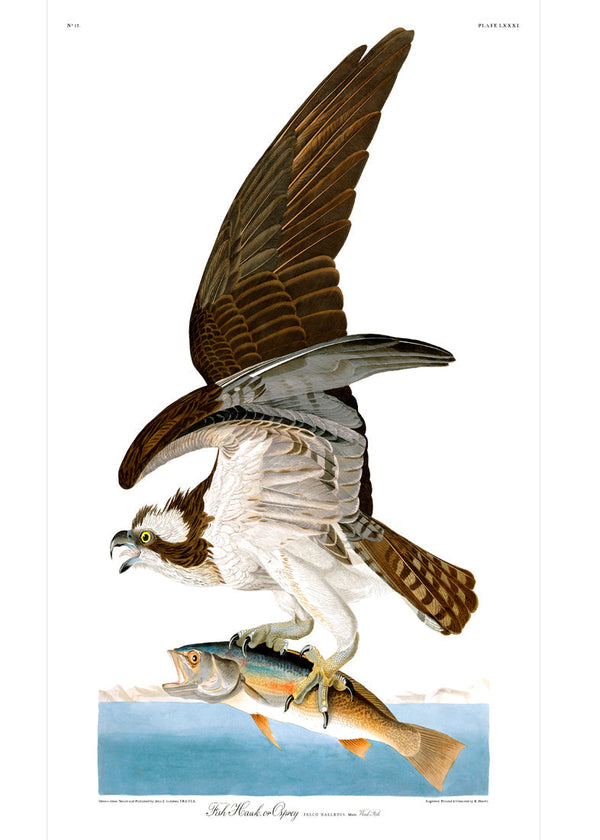 Fish Hawk or Osprey