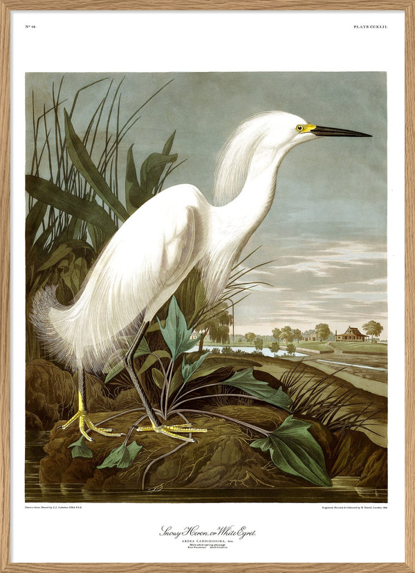 Snowy Heron