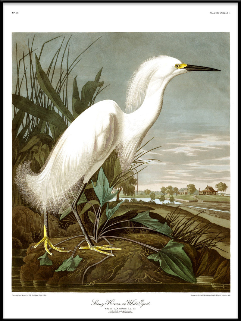 Snowy Heron