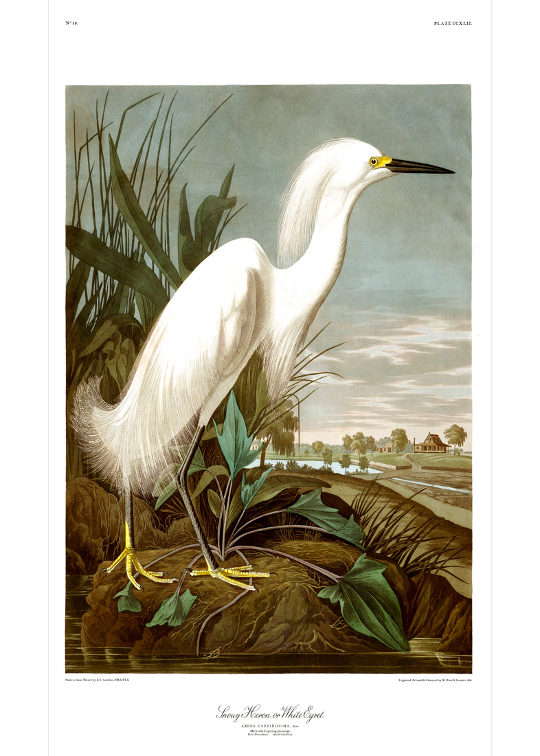 Snowy Heron