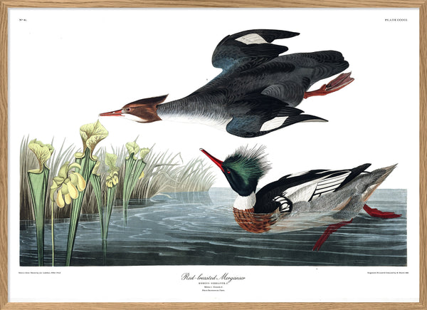 Red-breasted Merganser