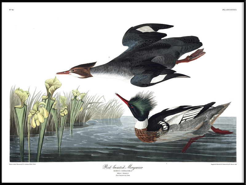 Red-breasted Merganser