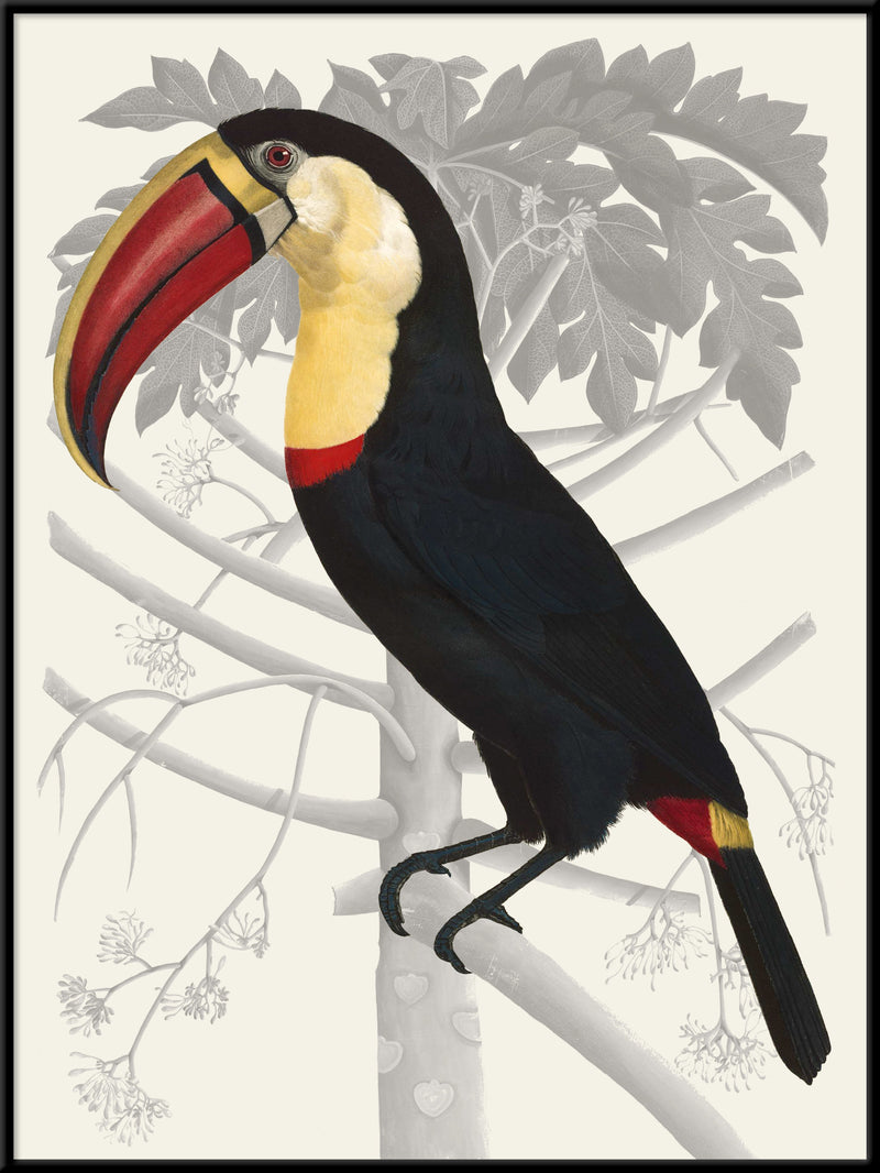 Toucan