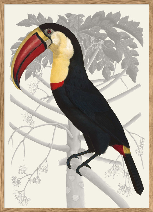 Toucan