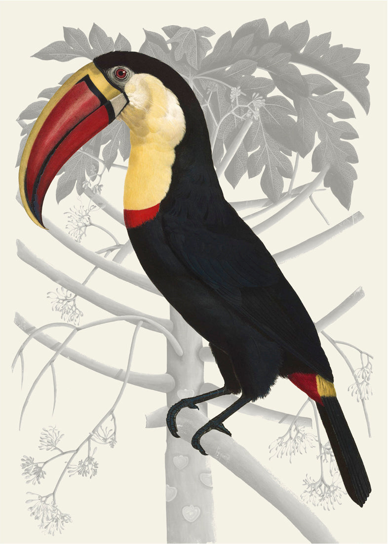 Toucan