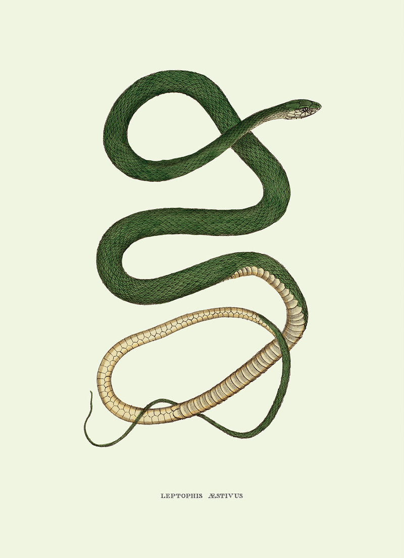 Leptophis Æstivus