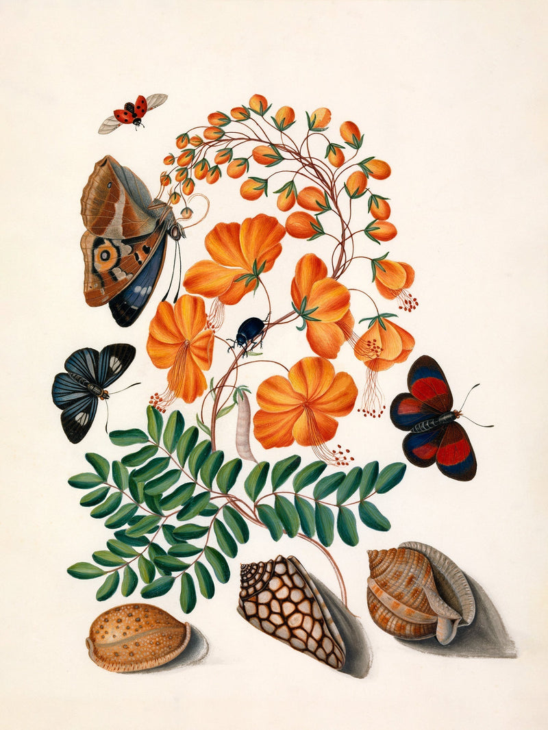 Two Butterflies, Orange Flower & Seashells