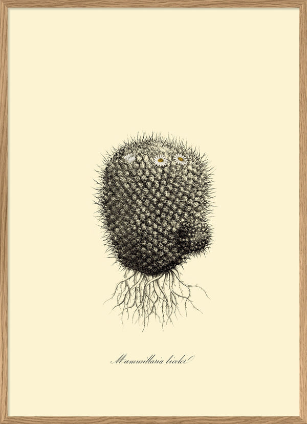 Mammillaria Licolor