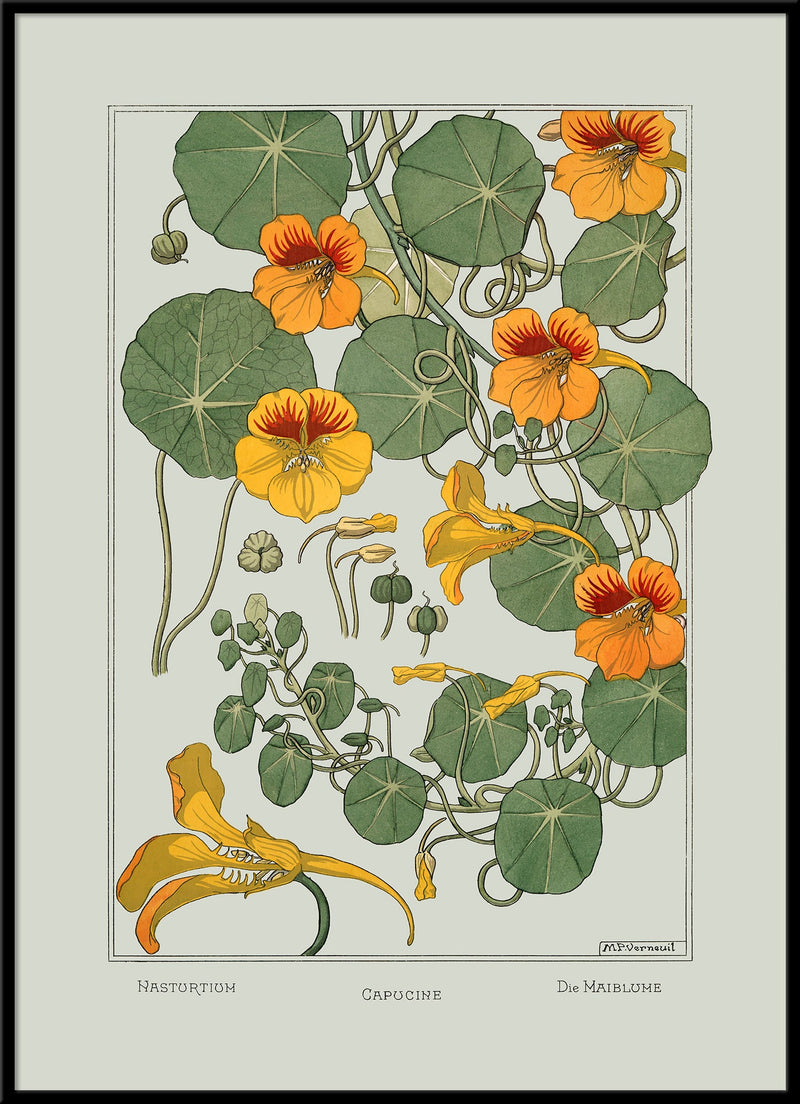 Nasturtium - Capucine - Die Maiblume