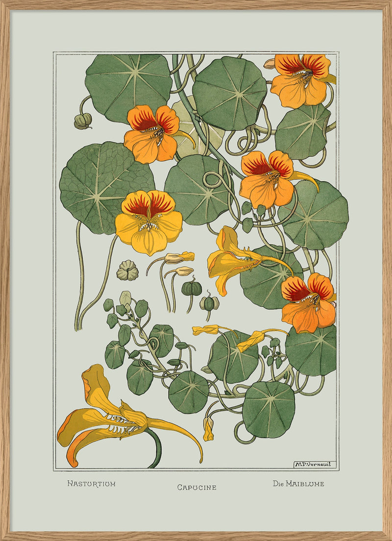 Nasturtium - Capucine - Die Maiblume