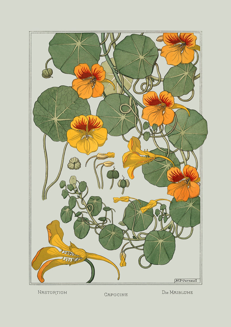 Nasturtium - Capucine - Die Maiblume