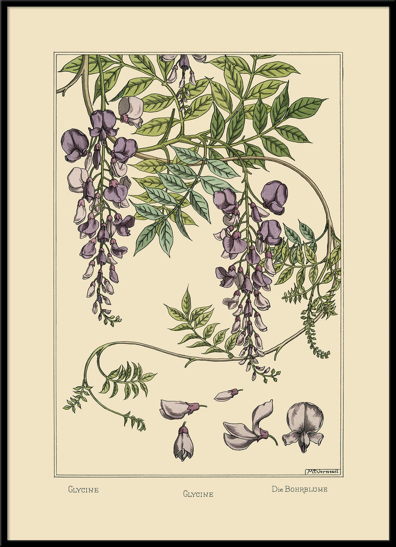 Glycine - Glycine - Die Bohrblume