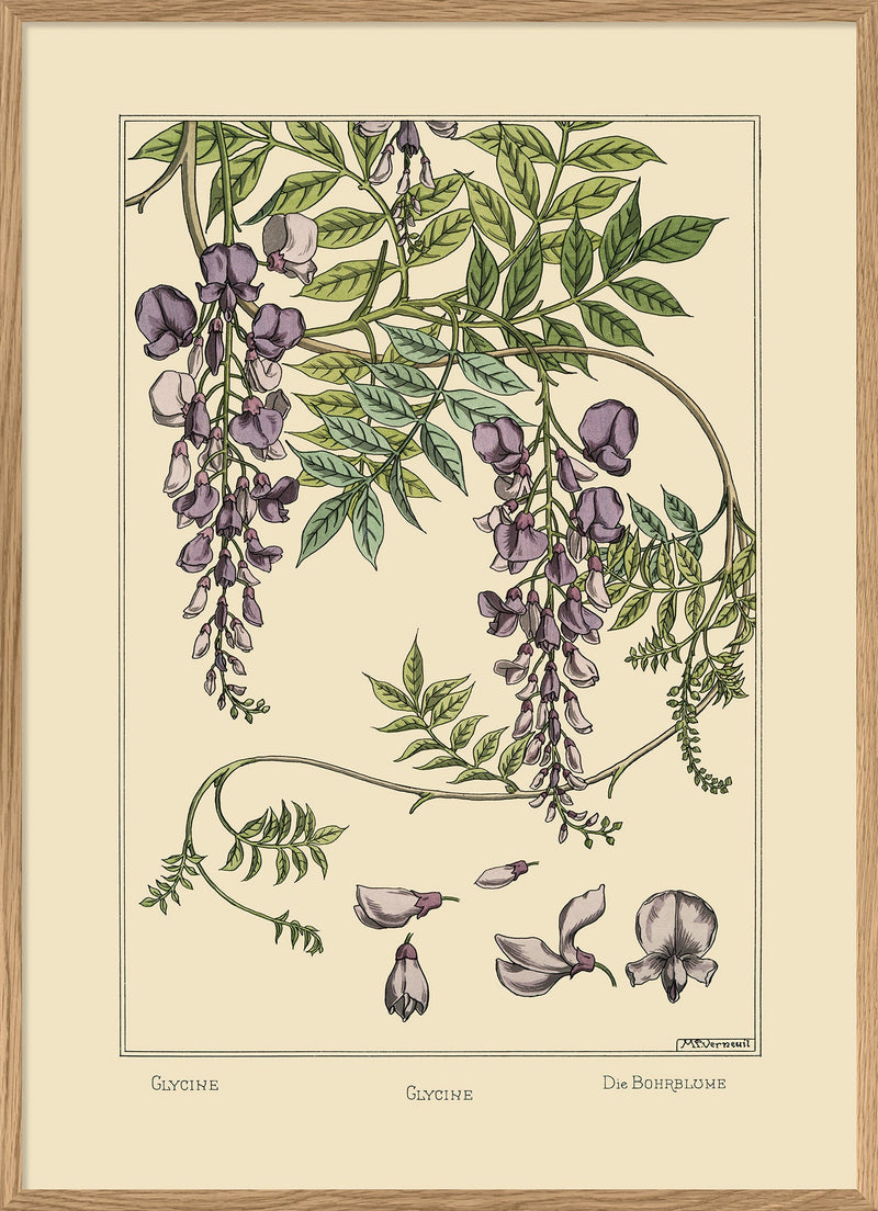 Glycine - Glycine - Die Bohrblume