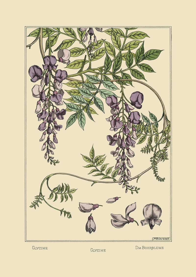 Glycine - Glycine - Die Bohrblume