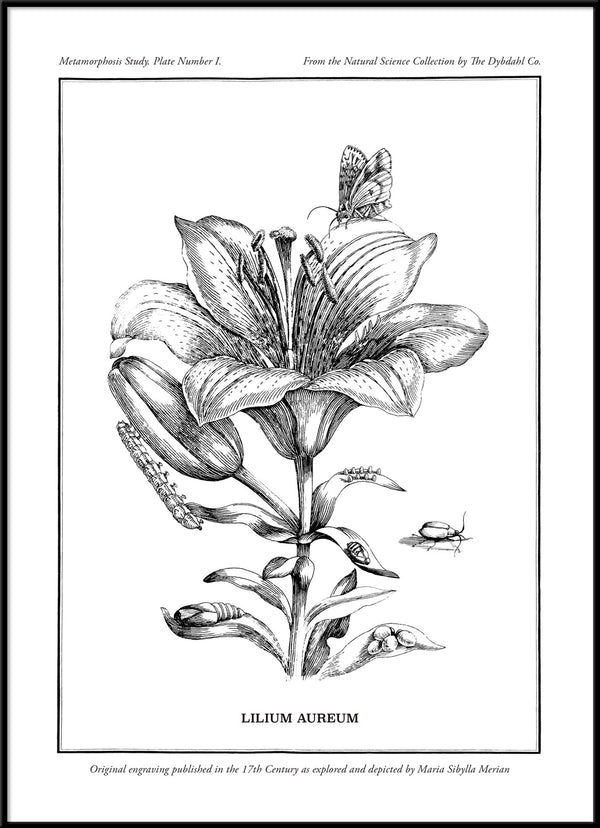 Merian Plate No.1 Lilium Aureum