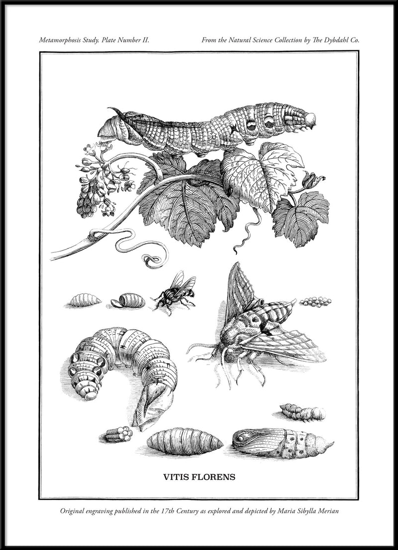 Merian Plate No.2 Vitis Florens