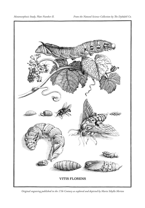 Merian Plate No.2 Vitis Florens