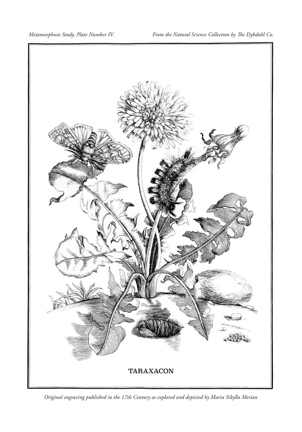 Merian Plate No.4 Taraxacon