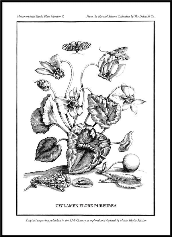 Merian Plate No.5 Cyclamen Flore Purpurea