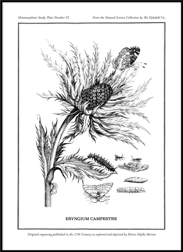 Merian Plate No.6 Eryngium Campestre