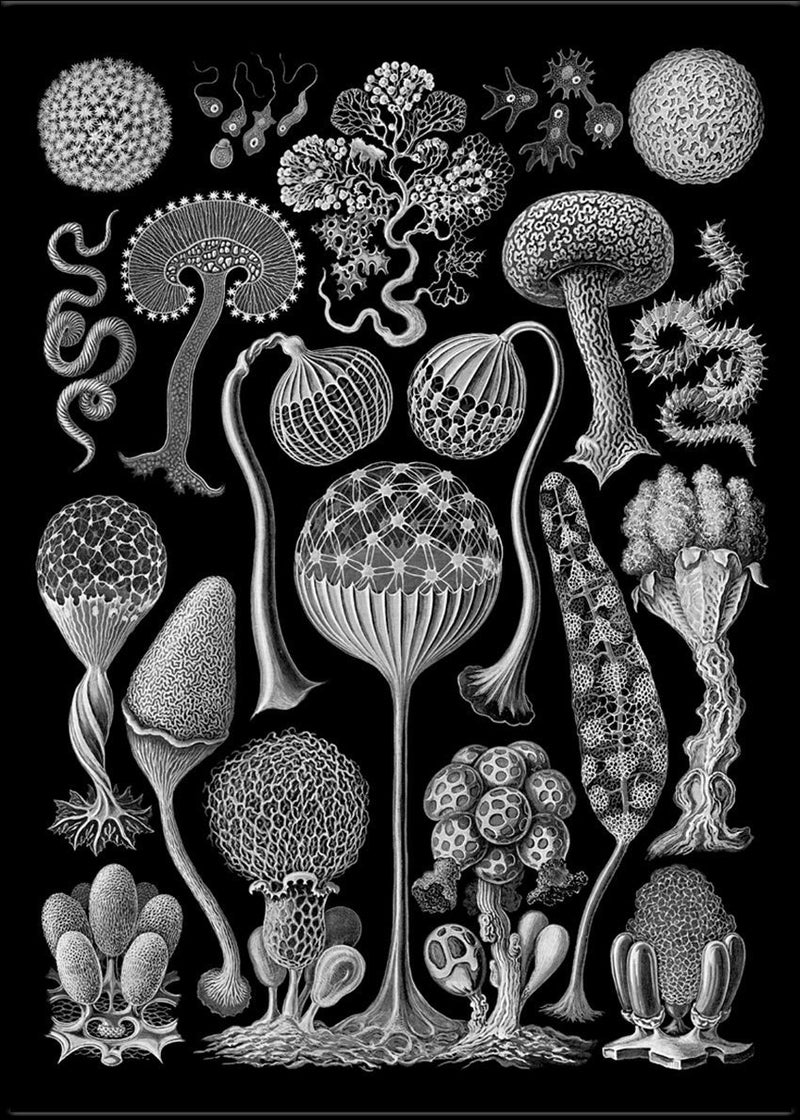 Mycetozoa