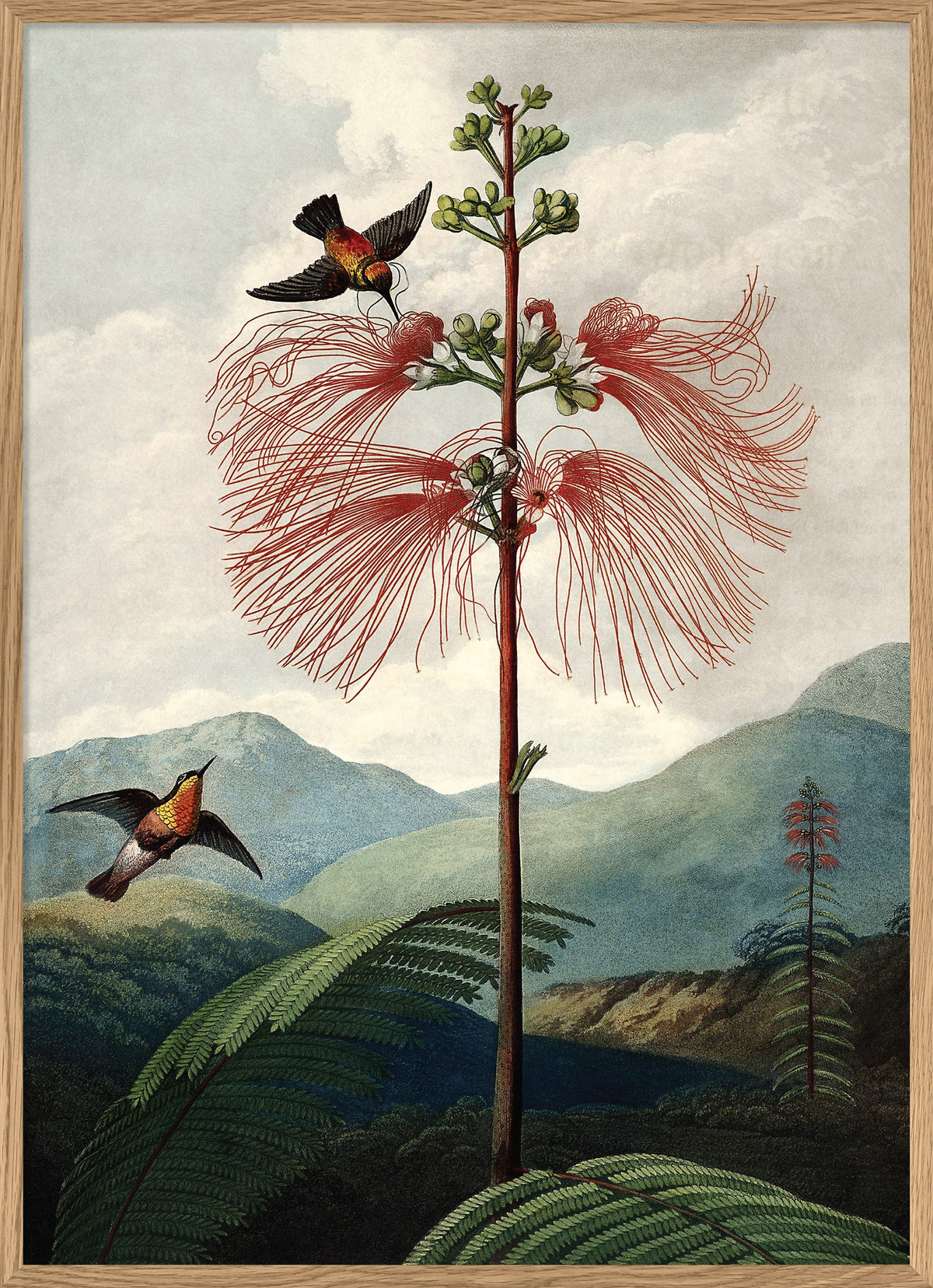 The Temple of Flora: The Complete Plates: Thornton, Robert