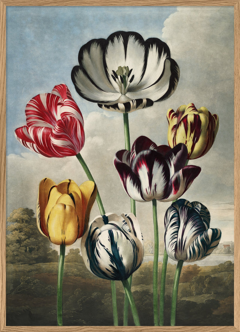 Tulips