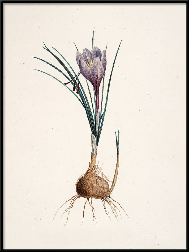 Crocus Sativus