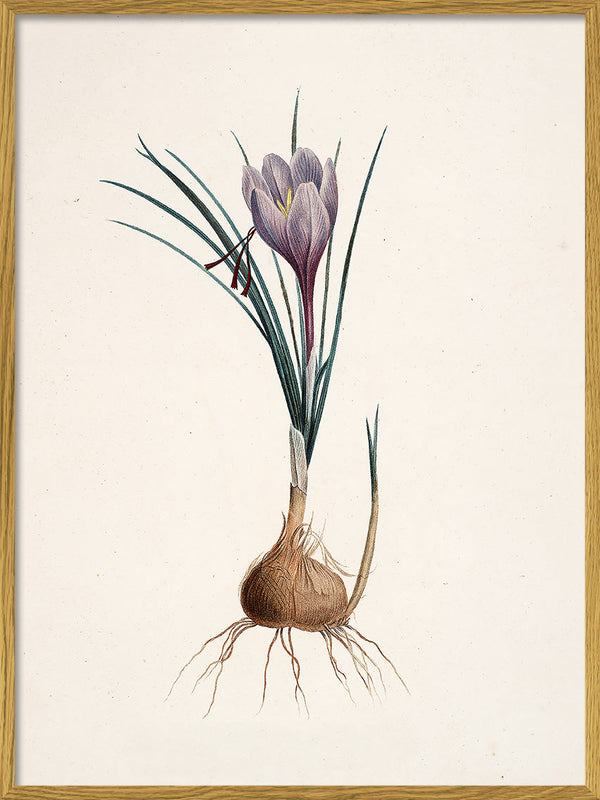 Crocus Sativus