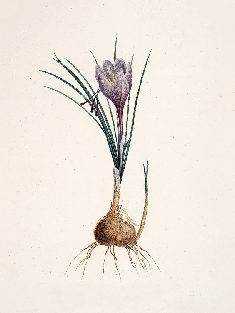 Crocus Sativus