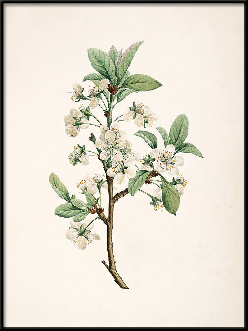 Prunus Domestica