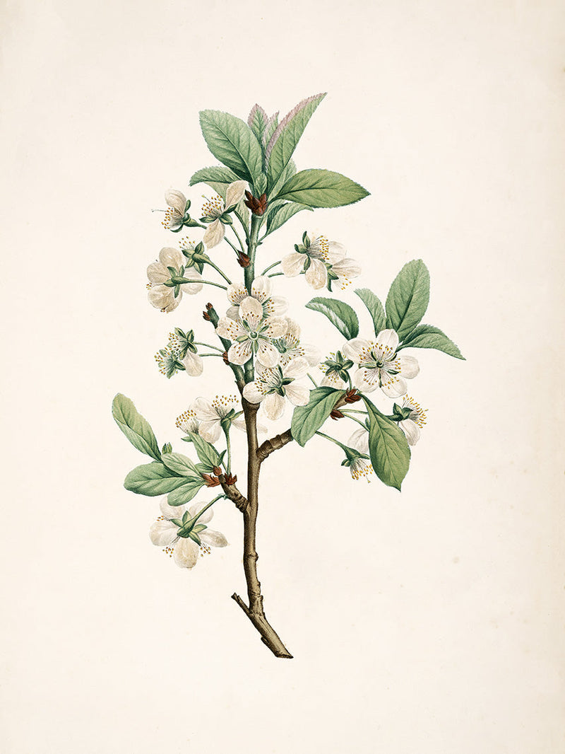 Prunus Domestica