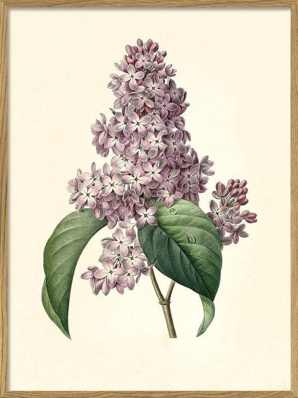 Syringa Vulgaris