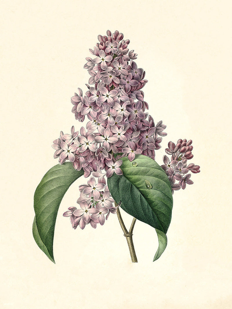 Syringa Vulgaris