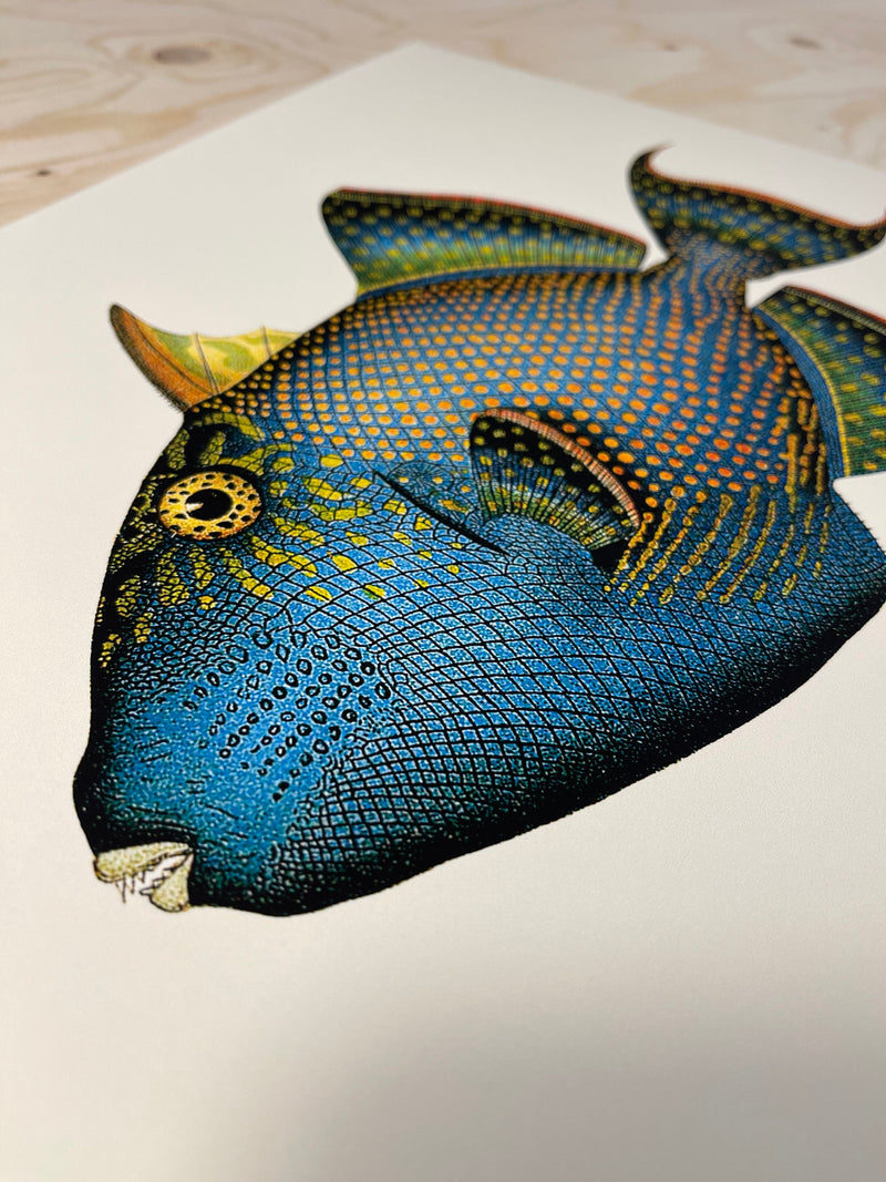 Trigger Fish