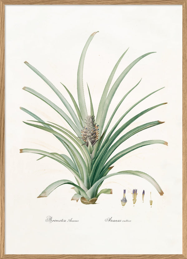 Bromelia Ananas no 2