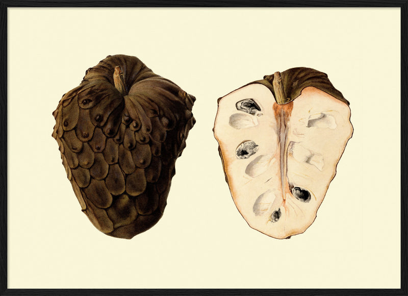 Cherimoya