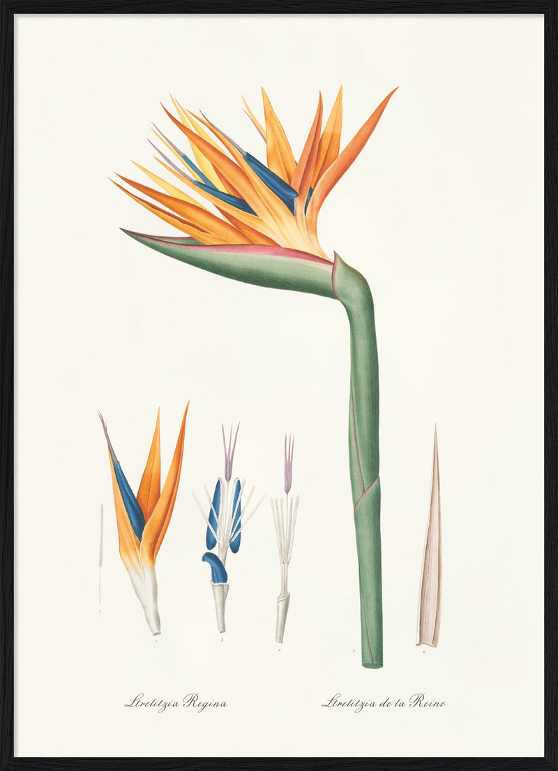 Strelitzia Regina no 2